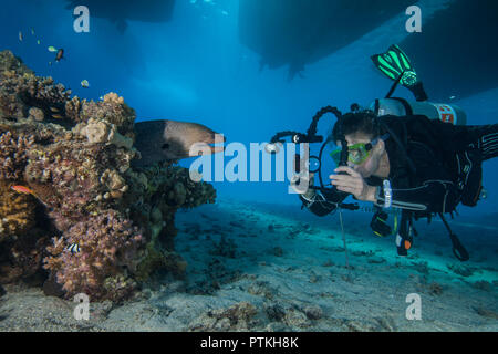 Femmina subacqueo e fotografo video si avvicina a moray eel nella barriera corallina sotto barche per immersioni. Mar Rosso, Egitto, Settembre 2018 Foto Stock
