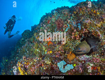 Murena Verde anguilla (Gymnothorax funebris) nella barriera corallina con scuba diver in blu sullo sfondo dell'acqua. Isole Spratly, sul Mare della Cina del Sud. Foto Stock