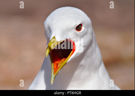 Vista dettagliata del gabbiano bianco urlare a bocca aperta. Linguetta visibile. Foto Stock