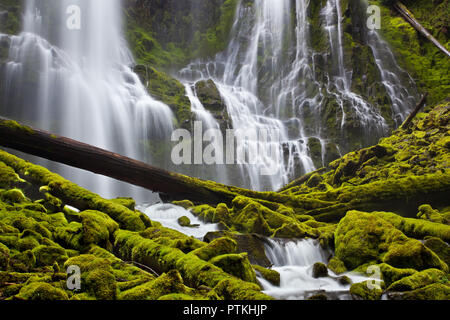 Il proxy cade in Oregon con rocce di muschio e registri nella foresta Foto Stock