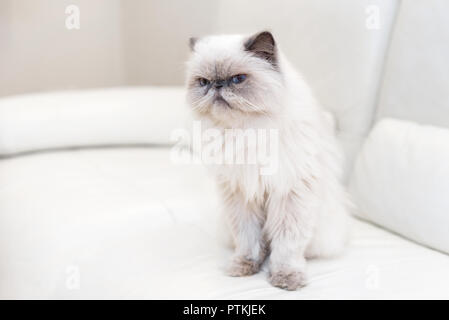 Simpatico gatto persiano sul divano bianco Foto Stock