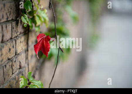 Alone rosso naturale foglia sul muro di mattoni, la profondità di campo di una copia e di spazio, concetto di autunno, unicità, la solitudine e la diversità Foto Stock