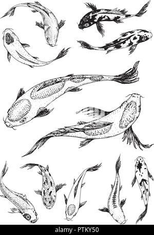 Set di carpe, pesci giapponese. coreano animali. Incisi disegnati a mano arte linea Vintage tattoo disegno monocromatico per etichetta. Illustrazione Vettoriale