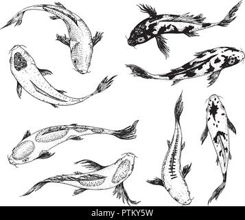 Set di carpe, pesci giapponese. coreano animali. Incisi disegnati a mano arte linea Vintage tattoo disegno monocromatico per etichetta. Illustrazione Vettoriale