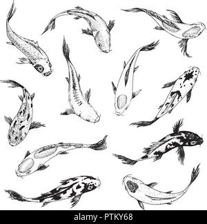Set di carpe, pesci giapponese. coreano animali. Incisi disegnati a mano arte linea Vintage tattoo disegno monocromatico per etichetta. Illustrazione Vettoriale
