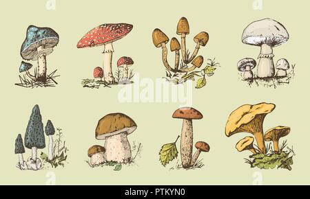 Set di fungo disegnati a mano inciso. organici vintage cibo vegetariano. Fungo Champignon, Cantarelli, fly agaric, amanita, stinkhorn comune, penny bun, Red-capped scaber levetta per etichetta menu. Illustrazione Vettoriale