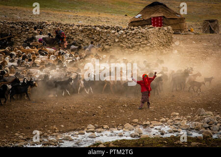 Ragazza Wakhi pastori del suo gregge di famiglia in sicurezza del loro villaggio nel Pamir Mountains nel Wakhan corridoio dell'Afghanistan. Foto Stock