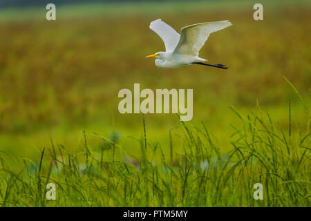 Airone di grandi dimensioni in grazioso vivace volo su una palude in Kumana Parco Nazionale Foto Stock