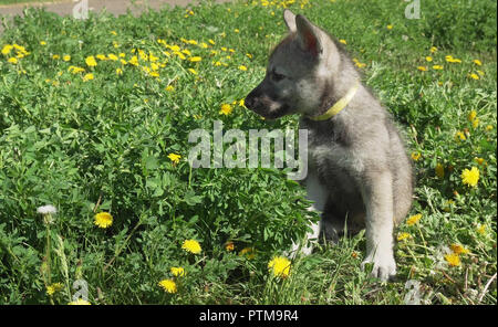 Bella divertente cuccioli di Saarloos wolfhound sul prato verde nel parco Foto Stock