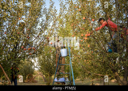 Un uomo visto in piedi su una scala la raccolta di mele da diversi alberi in un frutteto durante la raccolta delle mele. Il Kashmir è la fonte primaria di tutta la produzione di mele in India dove ci sono circa 113 varietà di mele. In autunno i frutteti sono imballati con il rosso di blumi di meli. Foto Stock