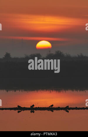 Osono paludi, Kent, Regno Unito. 10 ottobre 2018: Regno Unito Meteo. Sunrise a Osono Marsh riserva naturale come l'estate Indiana prosegue con temperature fino a 20°C Previsioni per il sud-est di oggi. Credito: Alan Payton/Alamy Live News Foto Stock