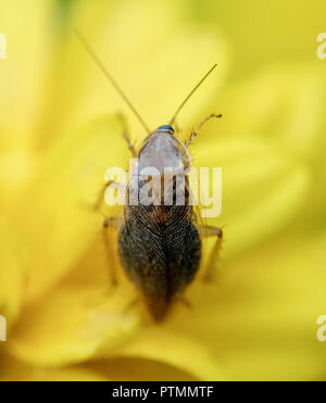 Il 10 ottobre 2018, Baden-Wuerttemberg, Freiburg: Un scarafaggio ambra (Ectobius vittiventris) siede su un fiore giallo. Gli scarafaggi spesso entrano in appartamenti in autunno. Foto: Patrick Seeger/dpa Foto Stock