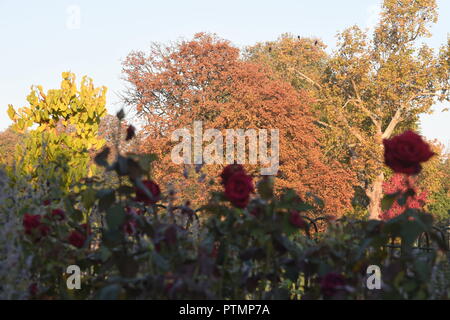 Londra, IK. 10 ott 2018. Meteo REGNO UNITO: Hot ottobre meteo nell'Hyde Park di Londra oggi Foto Jeremy Selwyn Credito: Evening Standard limitata /Alamy Live News Foto Stock