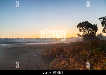 Il Rising Sun fora a bassa giacente nebbia sulla Hollesley Heath nel Suffolk in una calda mattina di ottobre Foto Stock