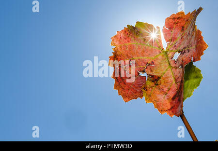 Il 10 ottobre 2018, Baden-Wuerttemberg, Stoccarda: il sole splende attraverso una foglia di vite. Foto: Sebastian Gollnow/dpa Foto Stock