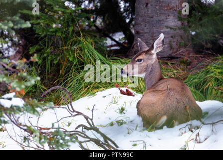 Cervo femmina seduta nella neve, Mt. Rainier, nello Stato di Washington Foto Stock