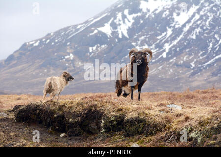 Due selvatici capre di montagna in un prato sotto una snowy Buachaille Etive Mor, vicino a Glen Etive, nelle Highlands scozzesi, Scotland, Regno Unito. Foto Stock