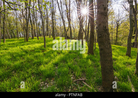 Risveglio di primavera nel Harz del bosco di faggio Foto Stock