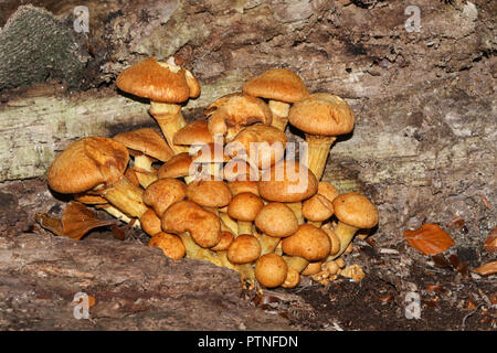 Un gruppo di Golden Scalycap fungo (Pholiota aurivella) cresce al di fuori di un dead faggio in una foresta. Foto Stock