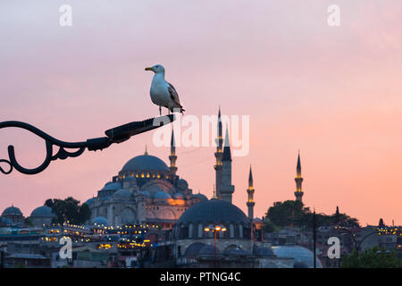 Un gabbiano uccello appollaiato su un lampione con la moschea di Suleymaniye accesa fino al tramonto in background, Istanbul, Turchia Foto Stock