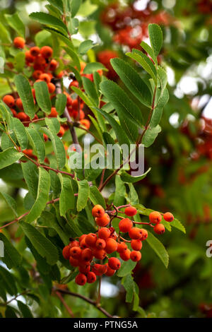 Forest rowan con grappoli di bacche mature Foto Stock