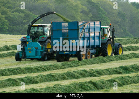 2 trattori lavorano in fattoria, campo 1 il traino del trattore trincia semovente e una raccolta di erba tagliata per insilati in trailer - serata dello Yorkshire, Inghilterra, Regno Unito. Foto Stock