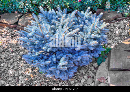 La nana in lenta crescita blue abete (picea Pungens) varietà Montgomery - decorativo di conifere sempreverdi impianto per il giardinaggio e il paesaggio desig Foto Stock