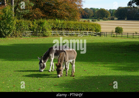 Una coppia di asini Dummer Foto Stock