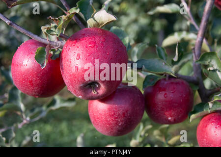 Quattro mature mele rosse su un ramo di un albero di mele Foto Stock