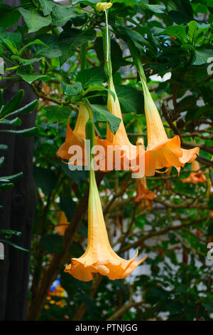 Brugmansia Tree, Datura stramonium. Fiori closeup Foto Stock