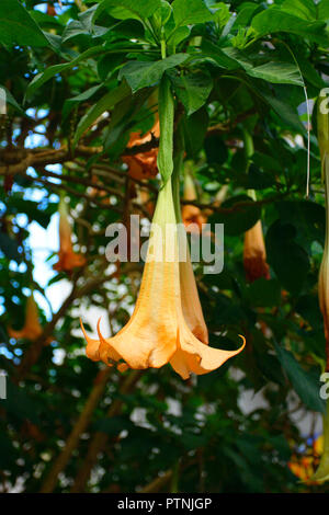 Brugmansia Tree, Datura stramonium. Flower closeup Foto Stock
