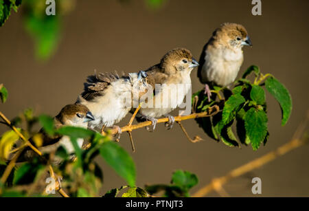 L'Indiano silverbill o bianco-throated munia (Euodice malabarica) è un piccolo uccello passerine trovata nel subcontinente indiano e regioni adiacenti. Foto Stock