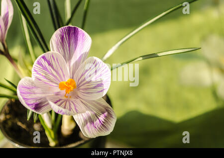 Offerta fiori di primavera snowdrops su uno sfondo verde Foto Stock