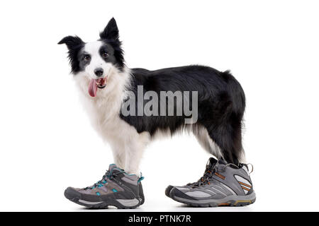 Funny colpo di un adorabile Border Collie indossando scarpe da uomo - studio shot, isolato su bianco. Foto Stock