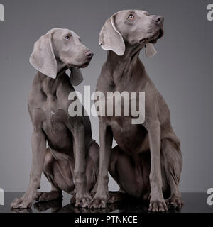 Studio shot di due adorabili Weimaraner seduto su uno sfondo grigio. Foto Stock