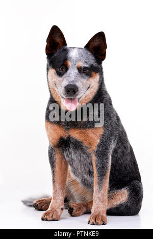 Studio shot di un adorabile Miniature pinscher seduto su sfondo bianco. Foto Stock