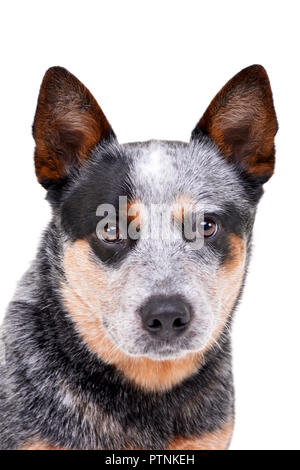 Ritratto di un adorabile Miniature pinscher - studio shot, isolato su bianco. Foto Stock