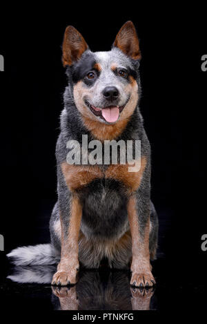 Studio shot di un adorabile Miniature pinscher seduto su sfondo nero. Foto Stock