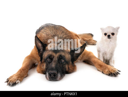 Pastore Tedesco e chihuahua davanti a uno sfondo bianco Foto Stock