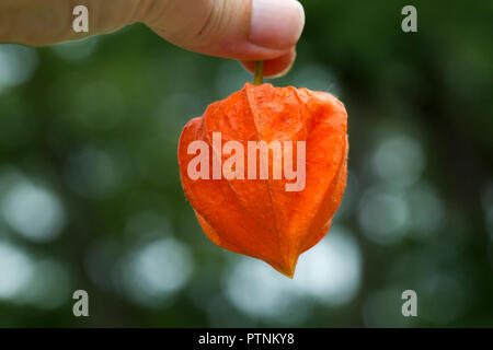 Tenendo il gambo di una delicata lanterna cinese arancio frutto della pianta asiatica invasiva. Foto Stock