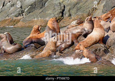 Stellar leoni di mare affollamento su una roccia in Prince William Sound vicino a Valdez, Alaska Foto Stock