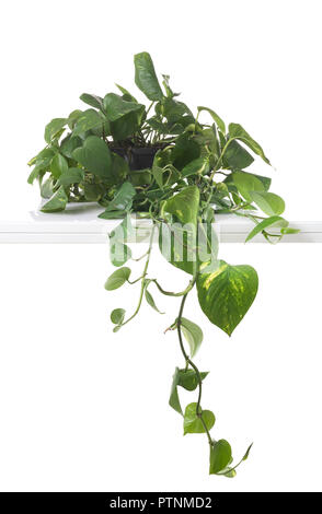 Epipremnum aureum pianta in vaso di fronte a uno sfondo bianco Foto Stock