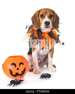 Cane beagle e halloween di fronte a uno sfondo bianco Foto Stock