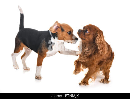 Cane beagle e Cavalier King Charles di fronte a uno sfondo bianco Foto Stock