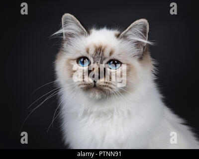 Colpo alla testa di stordimento tabby point sacro Birman gattino accanto alla lente della fotocamera con ipnotiche occhi blu, isolati su sfondo nero Foto Stock