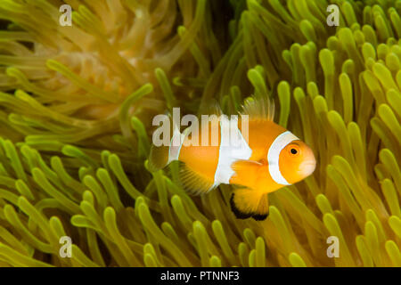 Il cucciolo Clown Anemonefish nuoto nella piscina dell'anemone tentacoli Foto Stock
