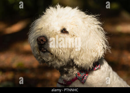 Ritratto di bianco cane labradoodle, raffigurato all'aperto Foto Stock
