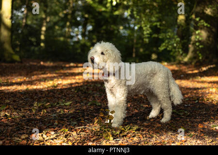 Bianco cane labradoodle foto all'aperto Foto Stock