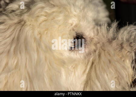 Ritratto di bianco cane labradoodle, raffigurato all'aperto Foto Stock