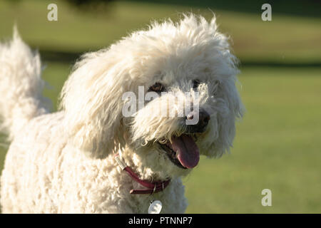 Bianco cane labradoodle foto all'aperto Foto Stock